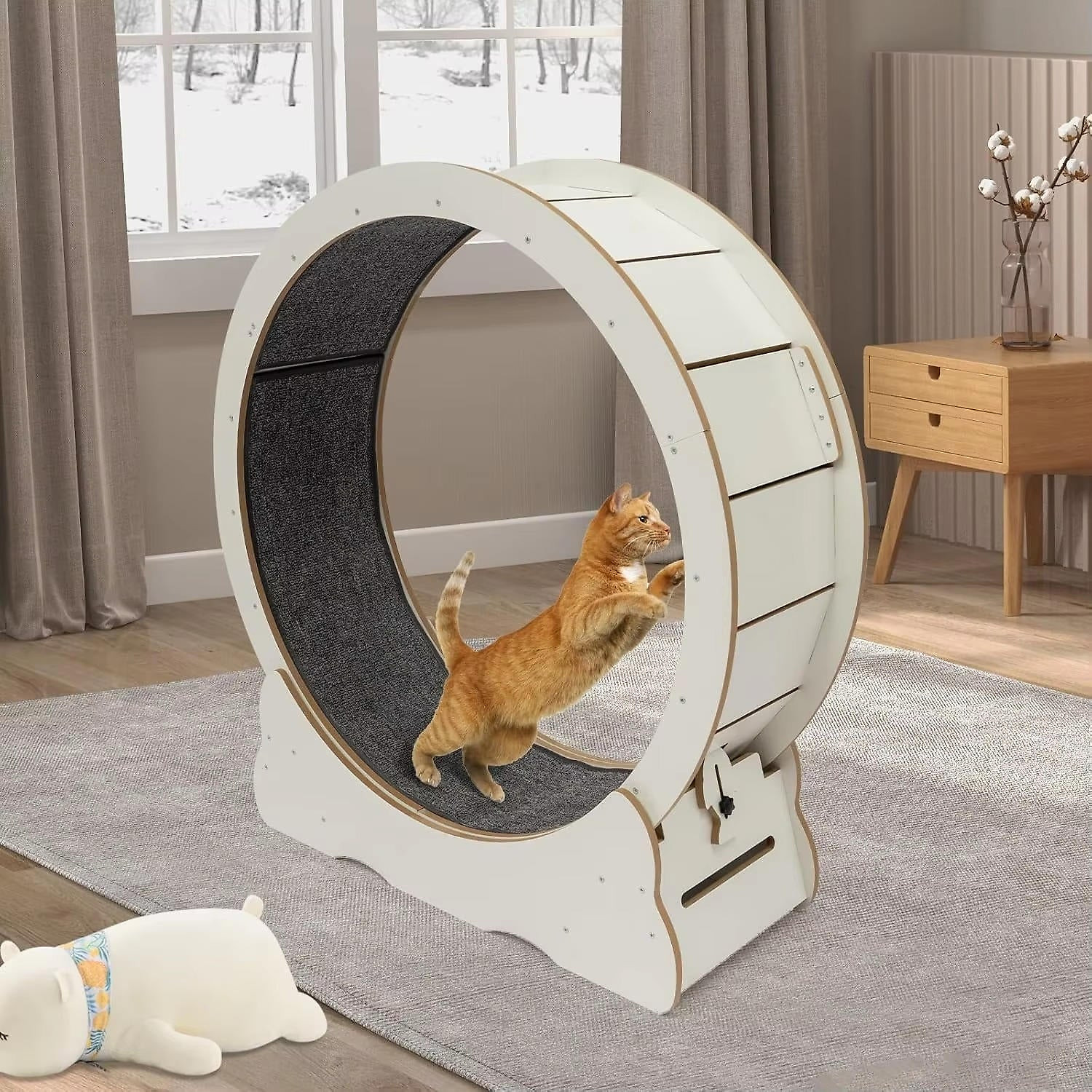 cat-exercise-wheel-41192530_3.jpg