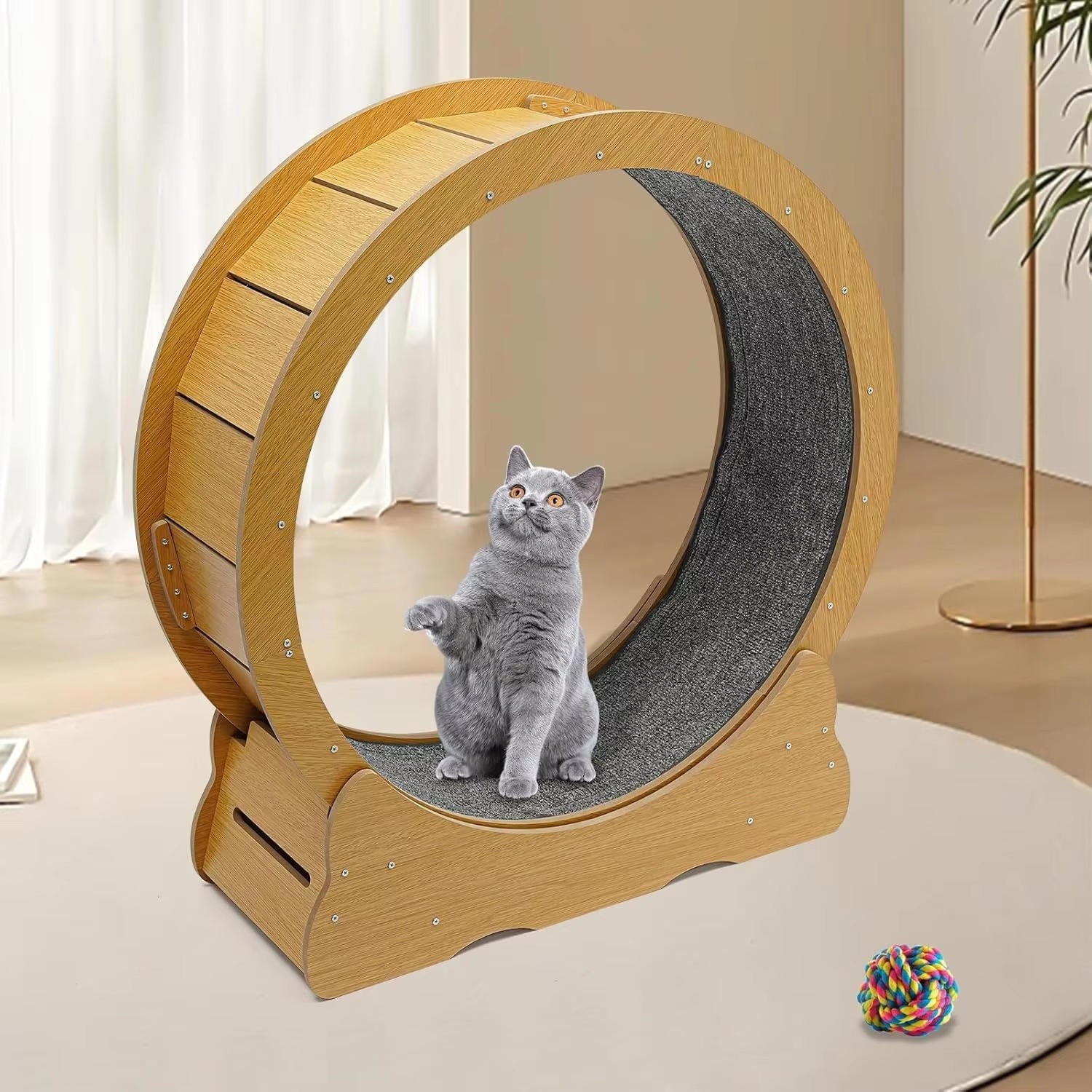 cat-exercise-wheel-41192530_4.jpg